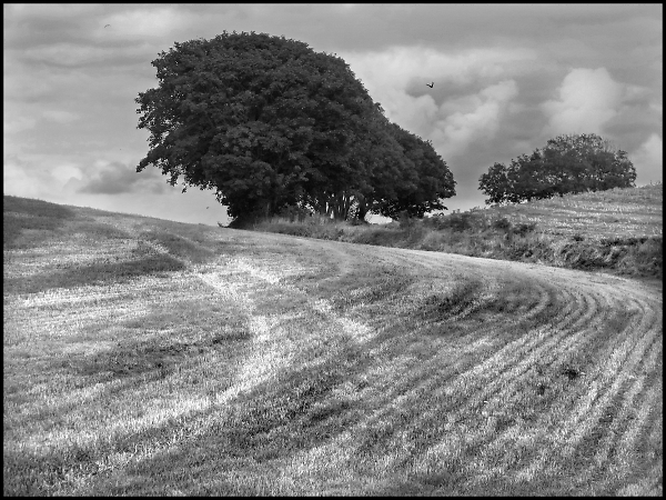 Field Marks