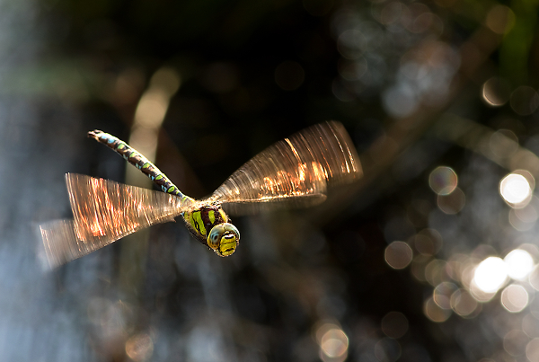Hawker in Flight