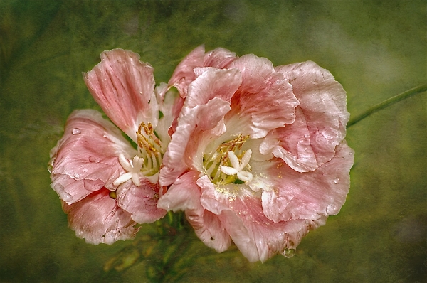 Hollyhock after the rain