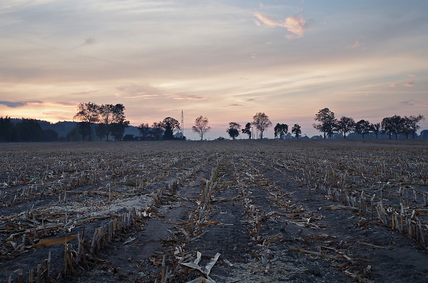 In the fields at sunset