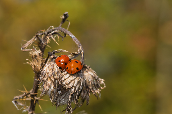 Ladybirds