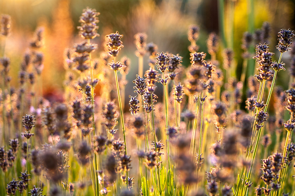 Lavender in the evening sun
