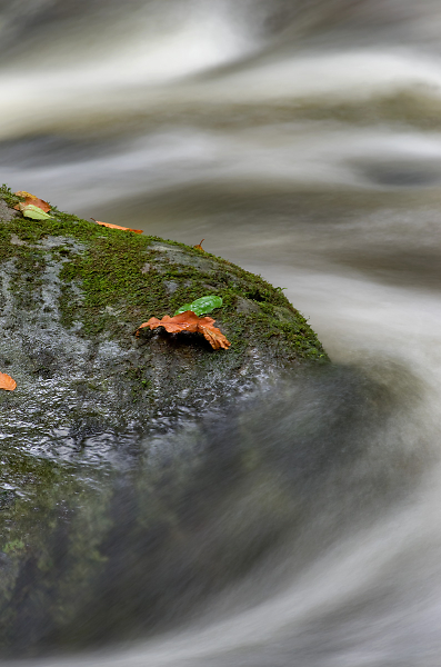 Leaves On A Rock