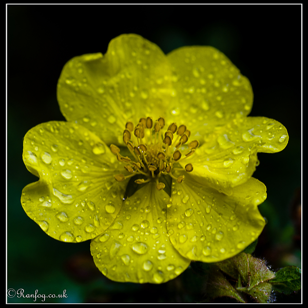 Mellow Yellow #?