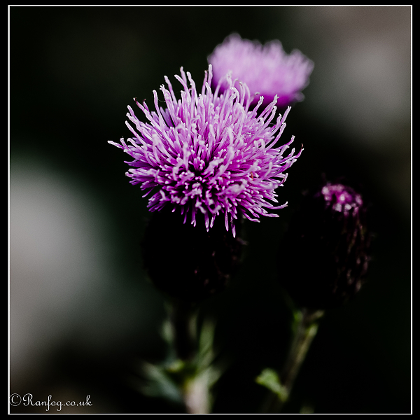 Purple Nurple #??