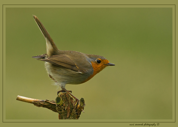 robin