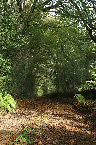 Rural lane