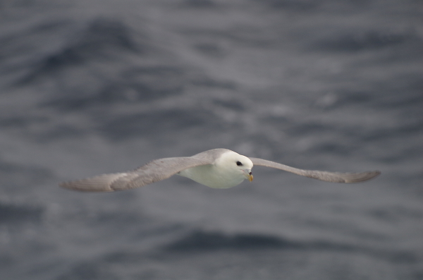 Seagull