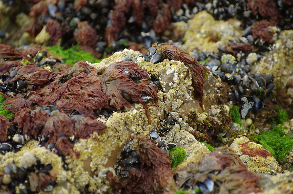 Seashore close up