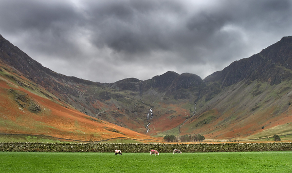 Sheep & Hills