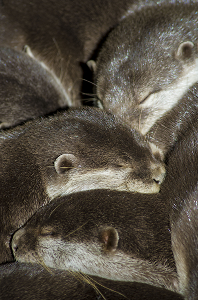 Sleeping Otters