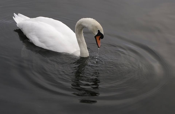 Swan at Cardiff