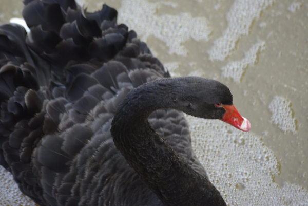 swan in a little black number