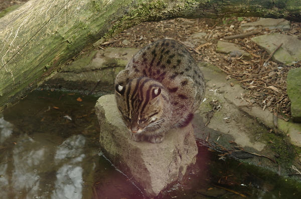 Wild Cat