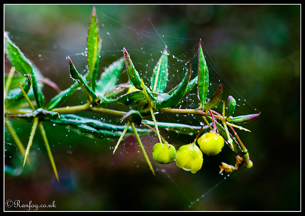 Yellow Balls