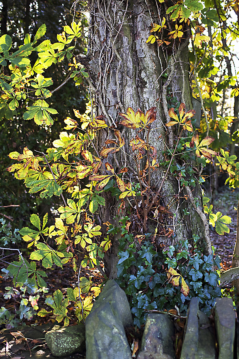 autumn leaves 2