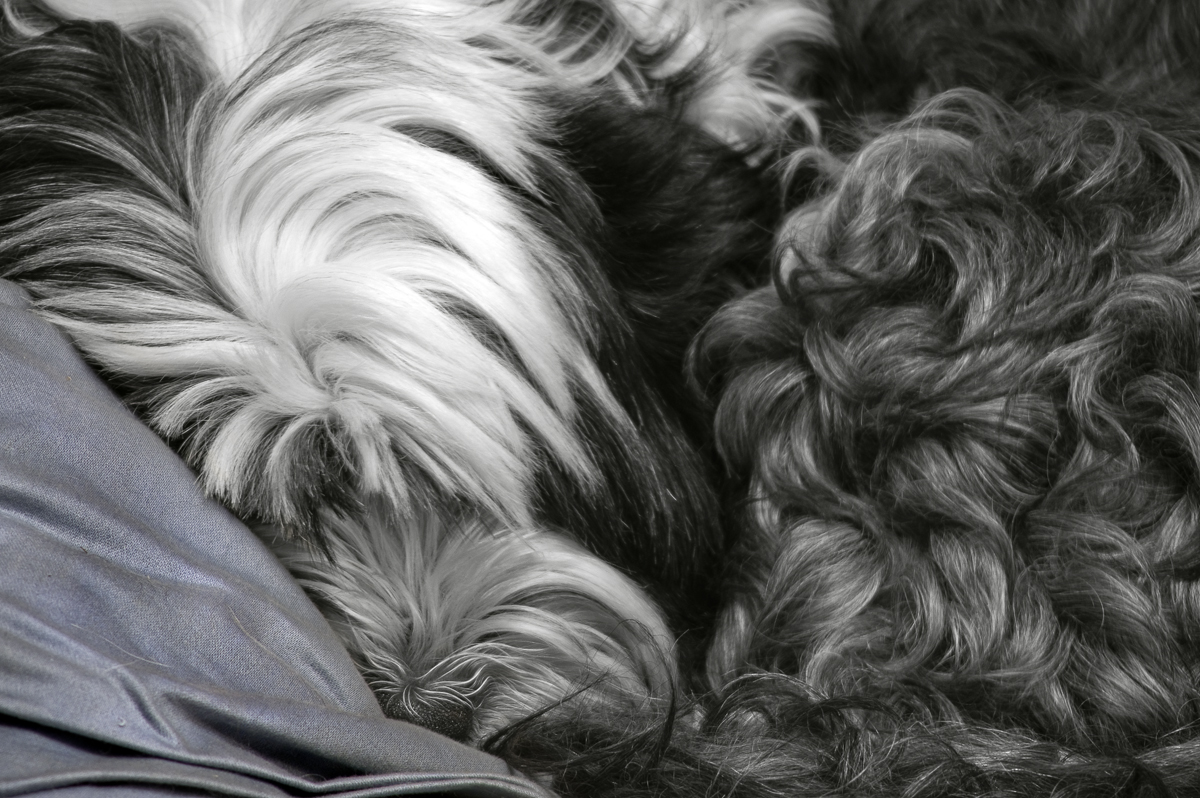 Let Sleeping Dogs Lie