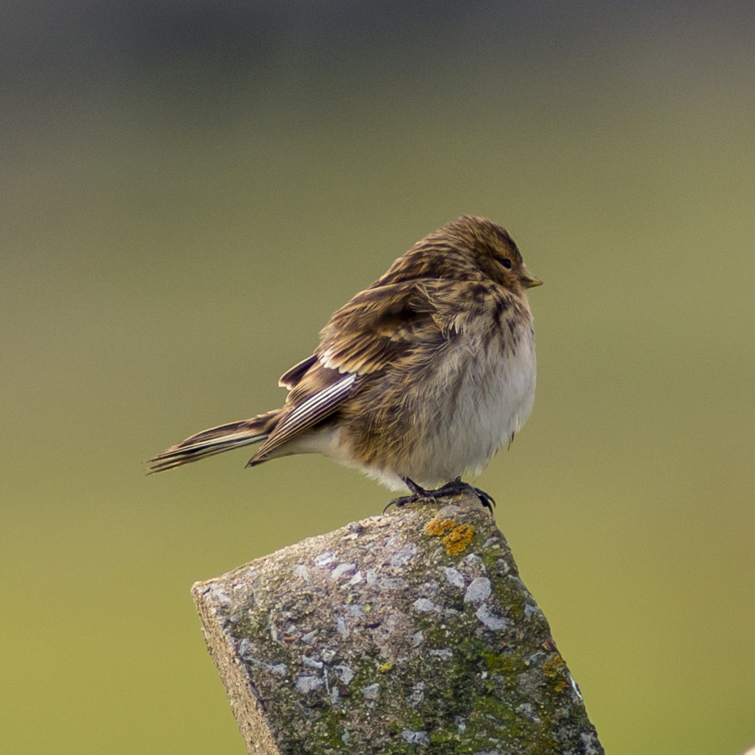 Twite