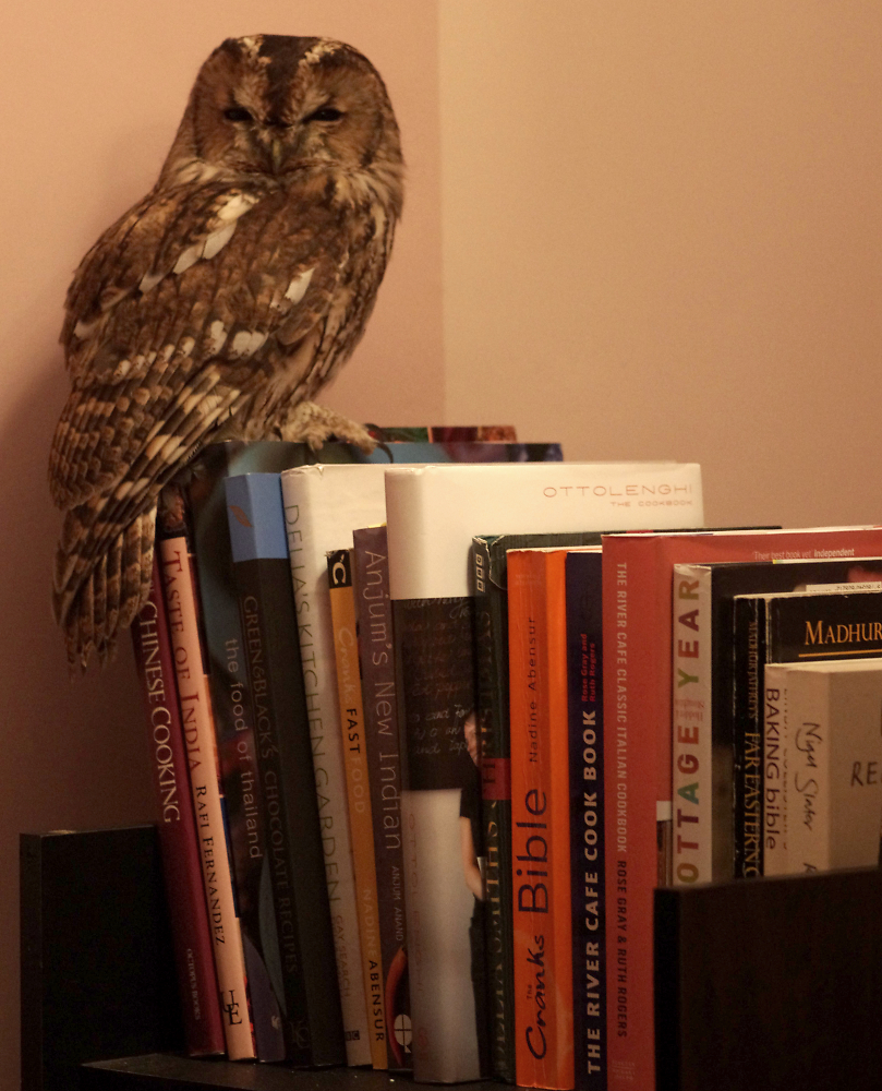 A Well Read Owl
