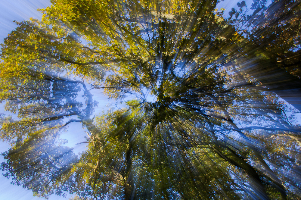 Canopy light