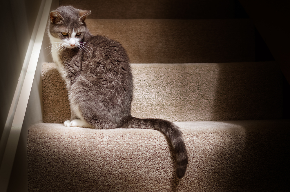Cat on the stairs in the light.