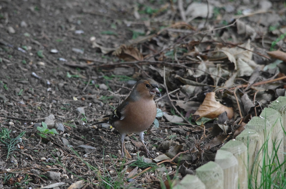 Chaffinch