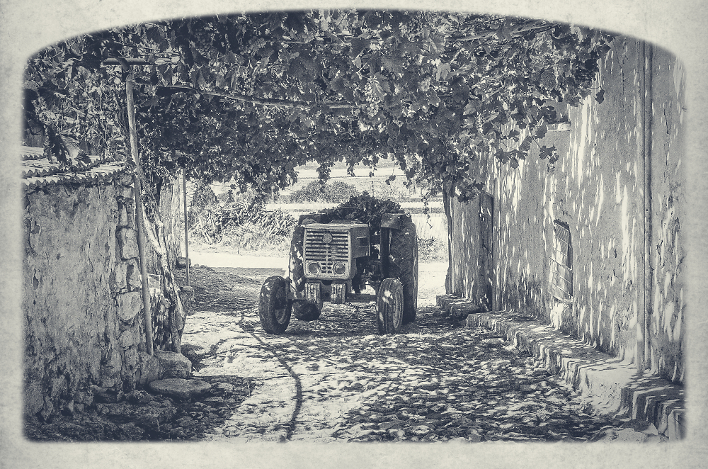 Dappled Shade