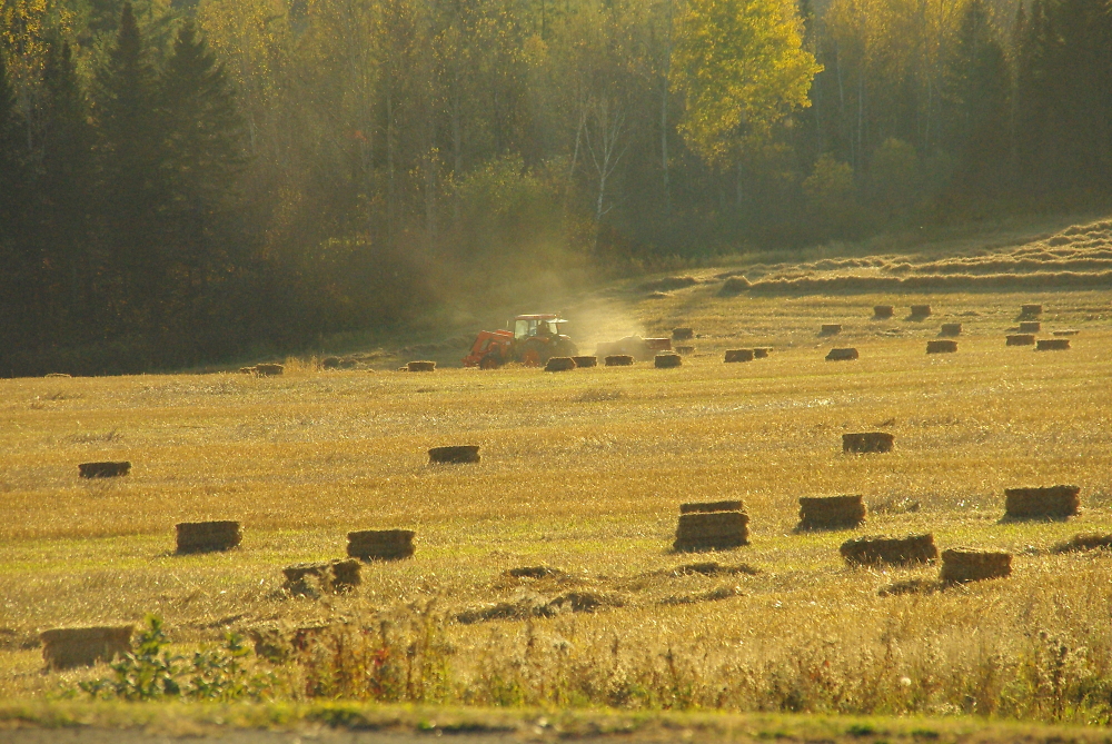 fall