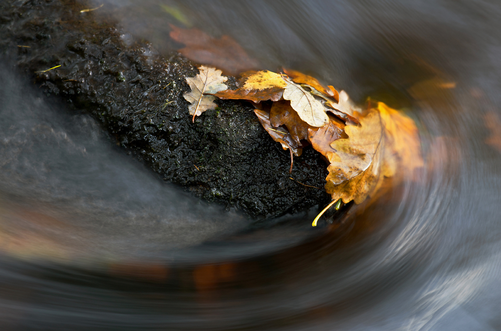 Fallen oak leaves