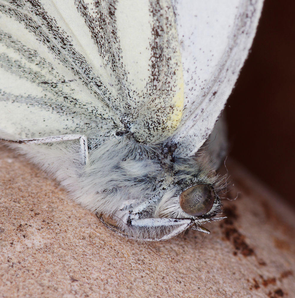 Green-Veined White Butterfly