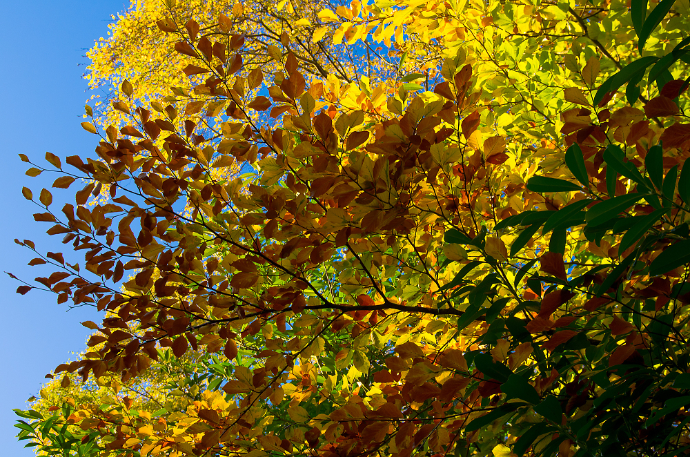 Incidental Autumn Colour