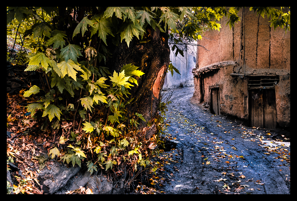 Lane In a Garden