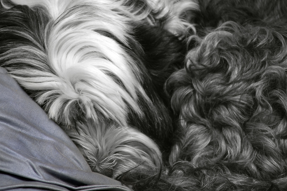 Let Sleeping Dogs Lie