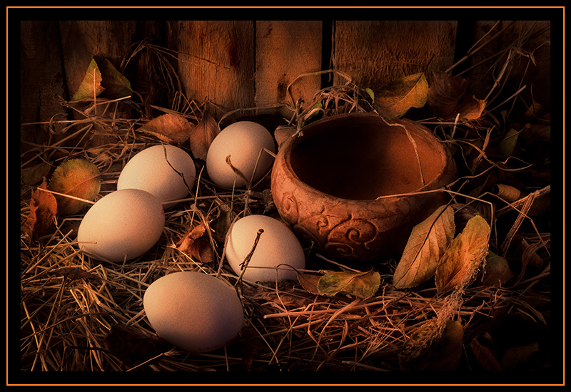 Nest
