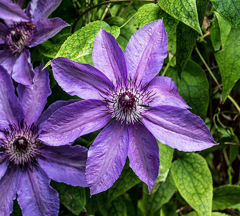 Purple Clematis