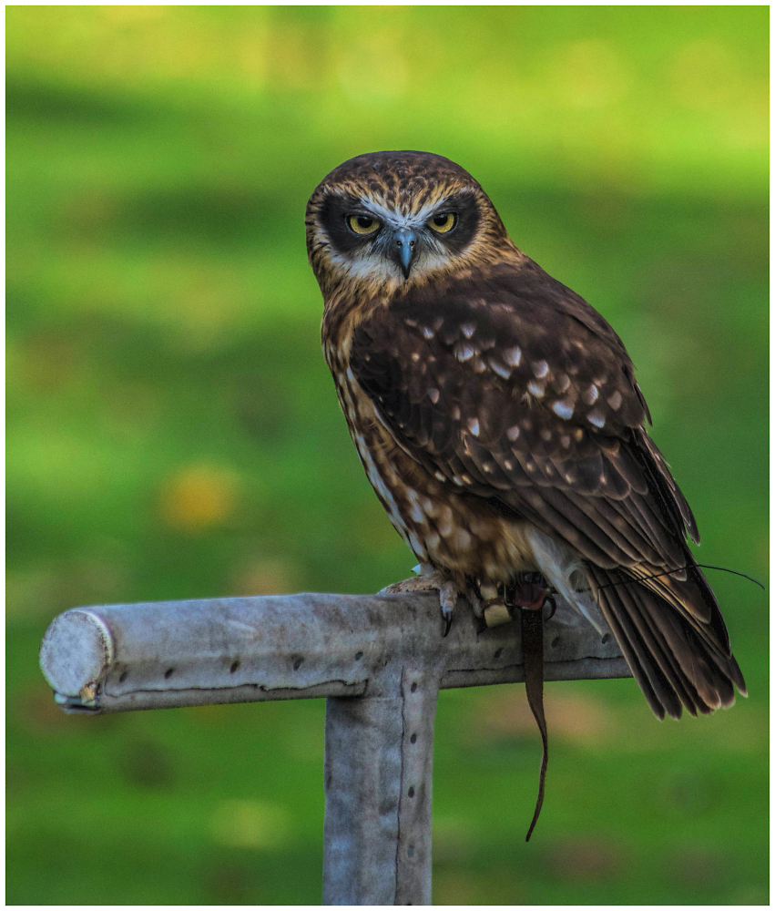 The Morepork Owl
