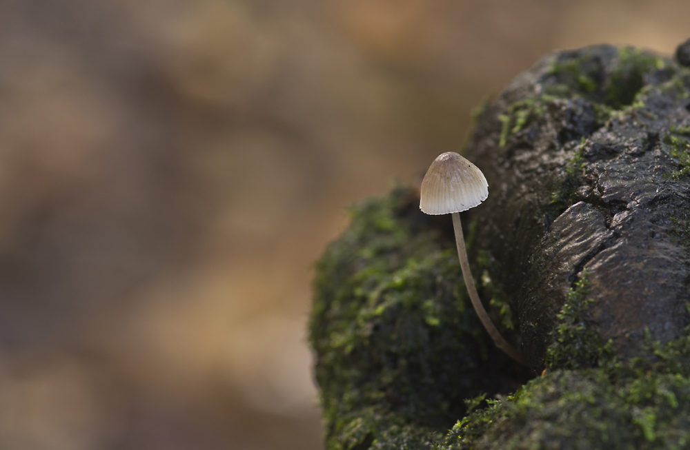 Toadstool