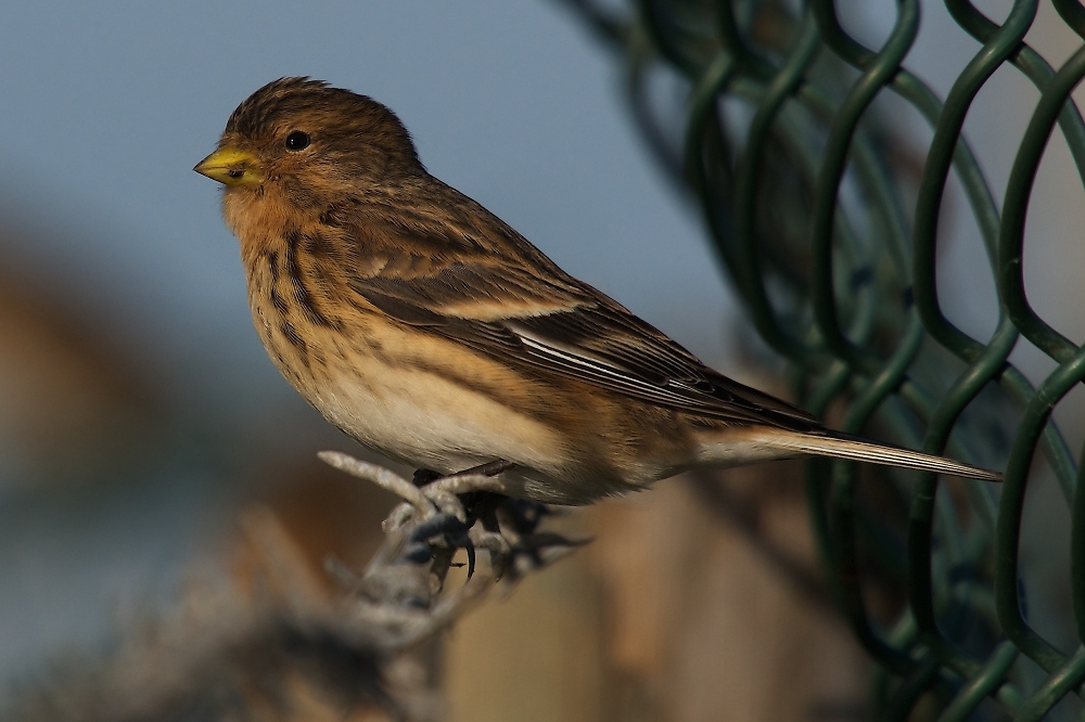 Twite