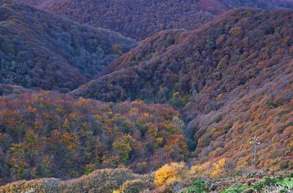Autumn colour