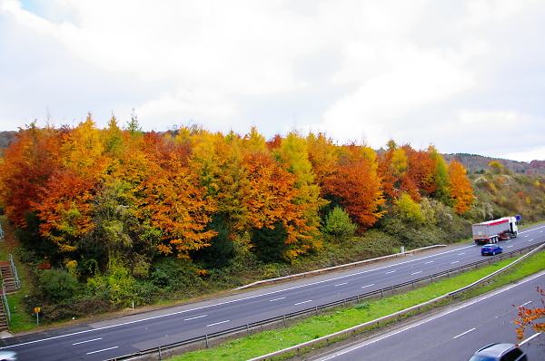 Autumn Colour
