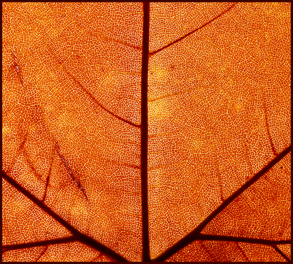 Autumn Detail