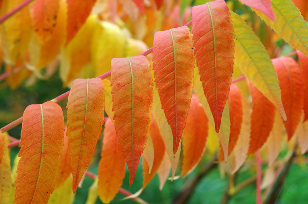 autumn leaves