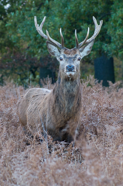 Close Encounter