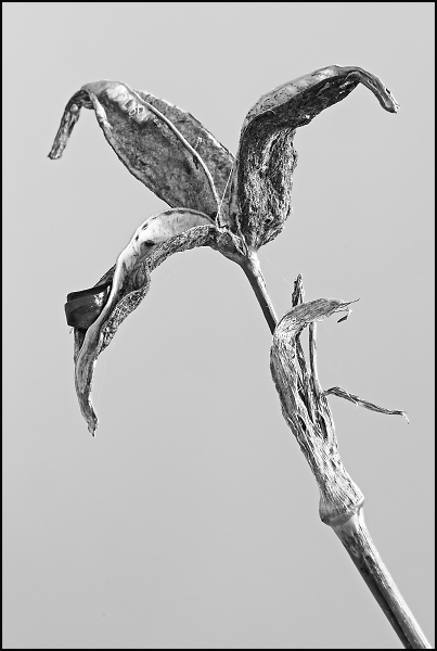 Flag Iris Seedpod