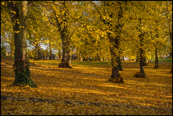 Golden forest