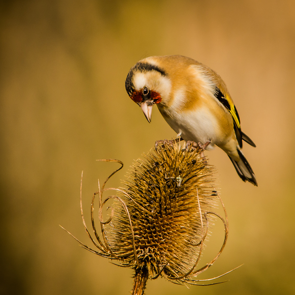 Goldfinch on Teasel