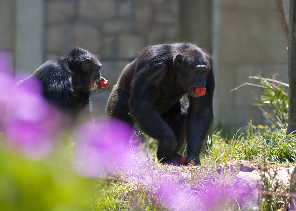 Gorillas got the apples