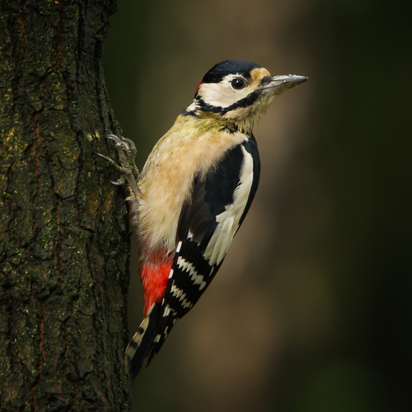 Great Spotted Woodpecker