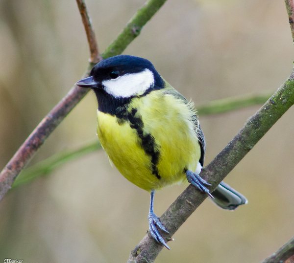 Great Tit