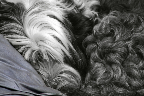 Let Sleeping Dogs Lie